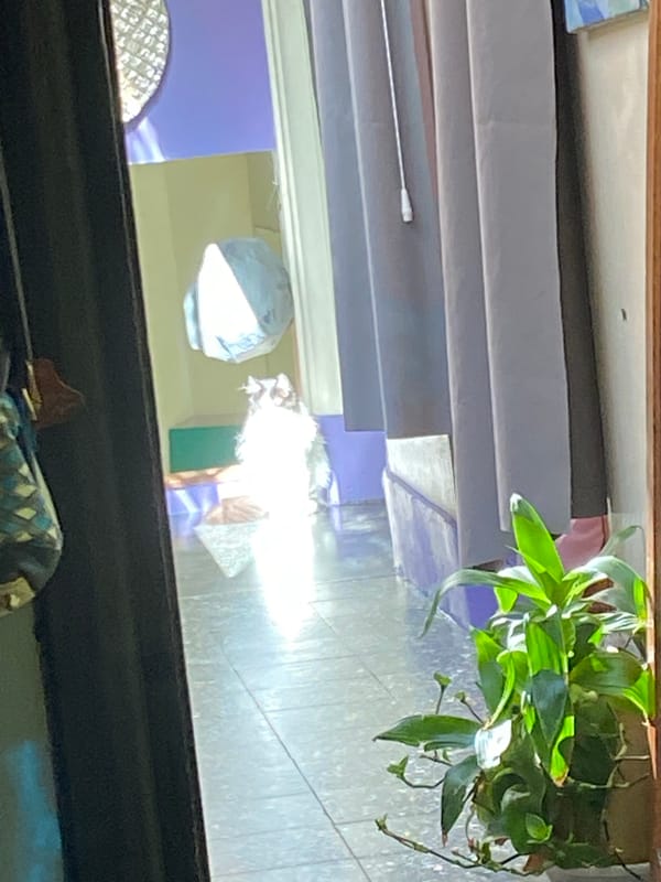 Window view captured in Buenos Aires showing indoor plant