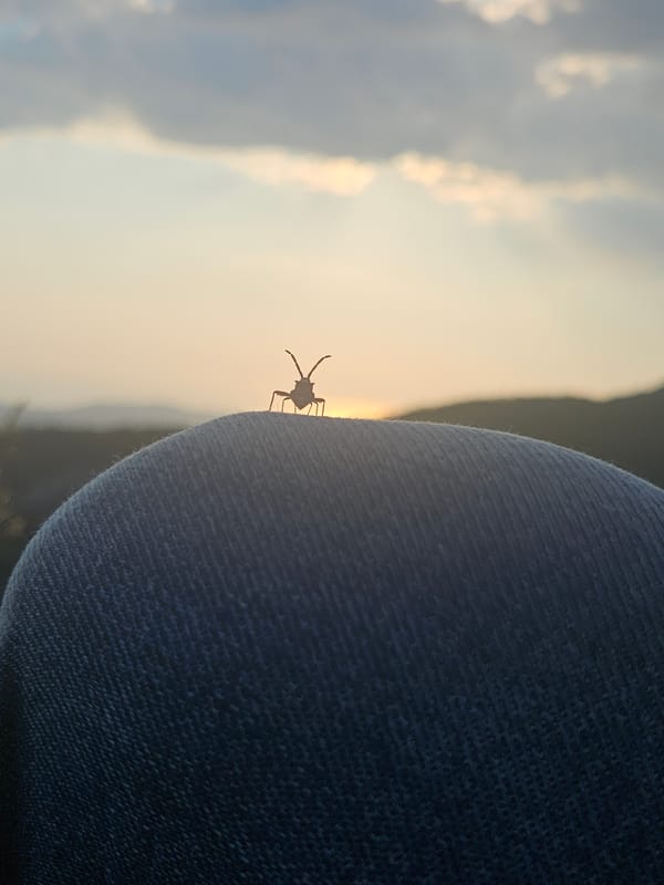 Observer captures insect, sky phenomena, and elevated landscape view