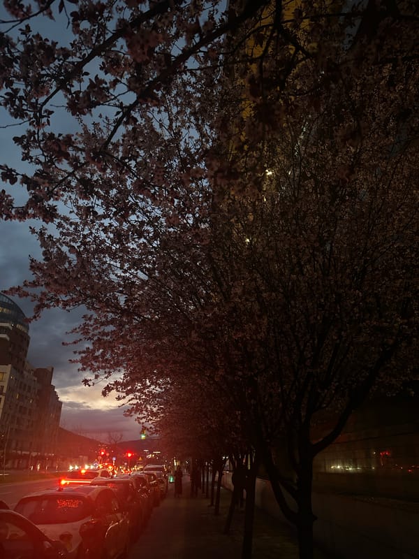 Evening scenes documented across Sofia including blossoms and retail