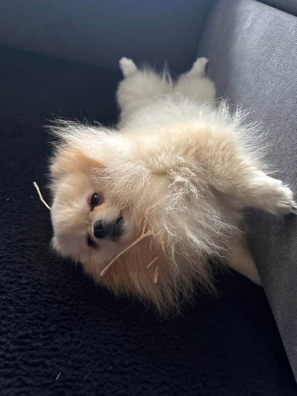 Pomeranian dog spotted relaxing in various locations around German town