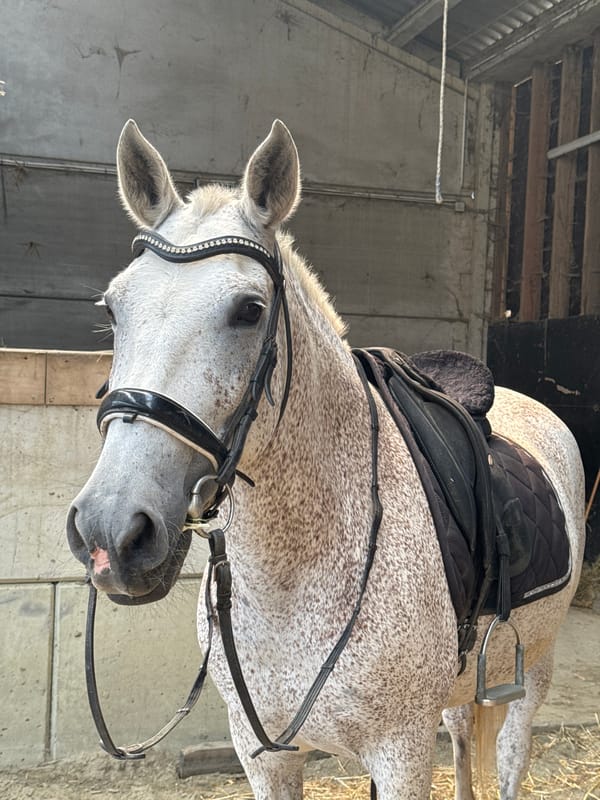 Dappled grey horse tacked, ridden, and washed at Belgian stable