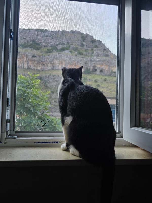 Black and white cat watches a mountainous landscape from a windowsill