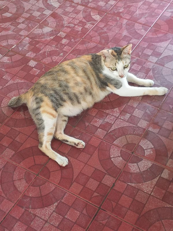 Morning moments: Cat resting, prayer time in Lhokseumawe