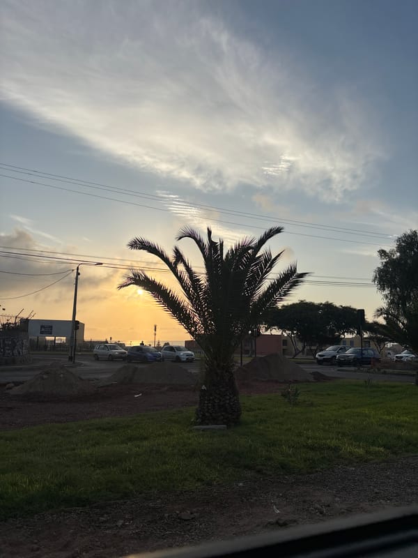 Palm tree silhouetted at sunset in Arica, Chile