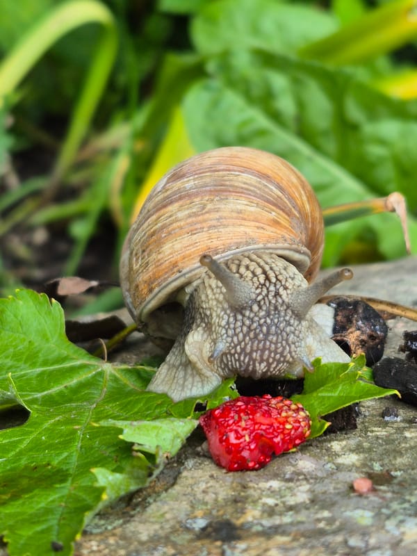 Backyard snails and home baking on a quiet morning
