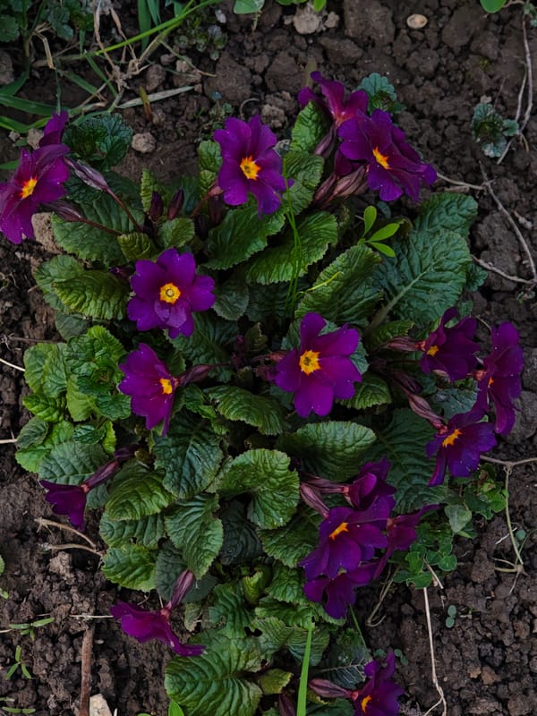 Spring blooms and pet moments captured in Ukrainian village