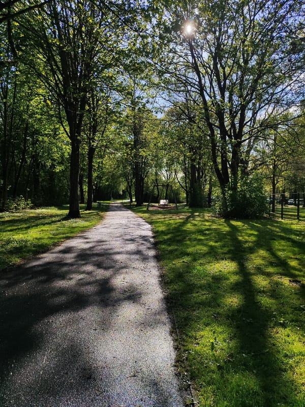 Sunlit tree-lined pathway observed in Göttingen park