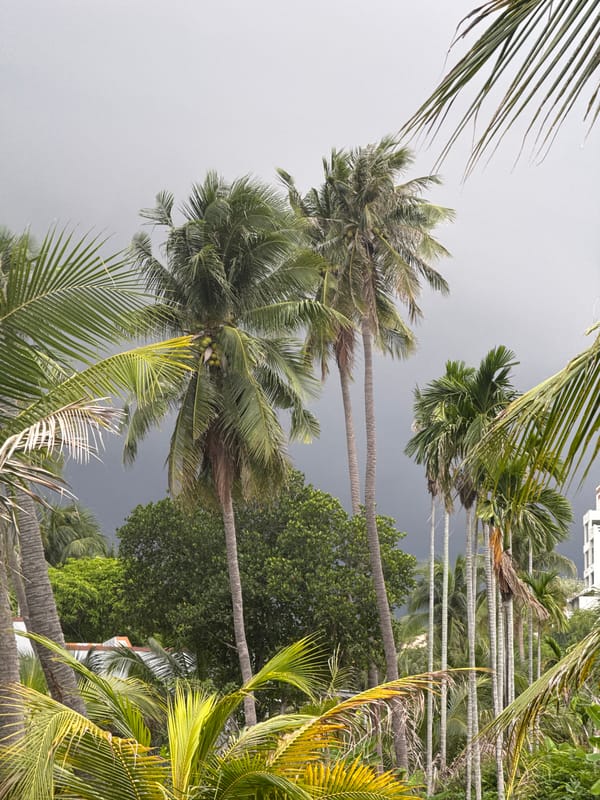 Quiet morning at a tropical Vietnamese home, plants and all