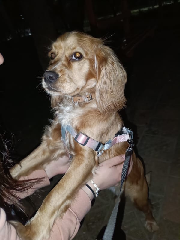 Cocker Spaniel, painted egg, meal documented in Pleven evening