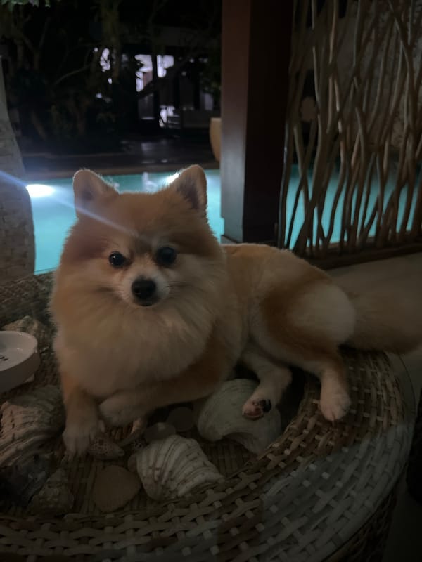 Pomeranian rests in decorated chair at North Kuta poolside