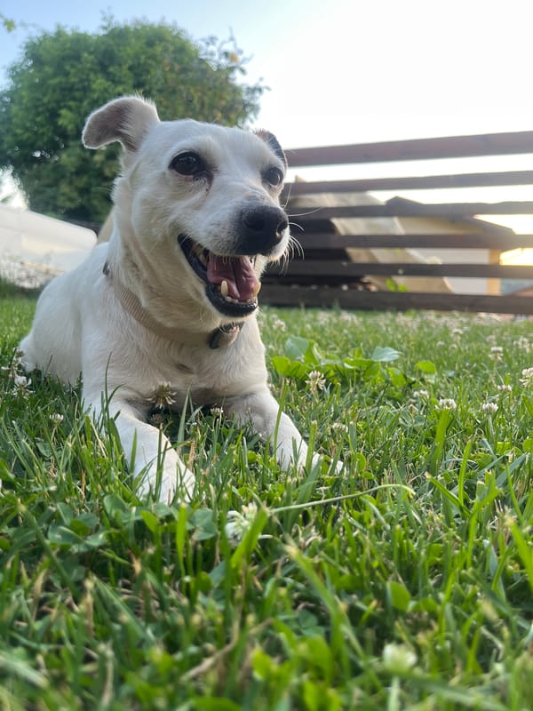 White dog plays in a clover-dotted yard in Vladaya