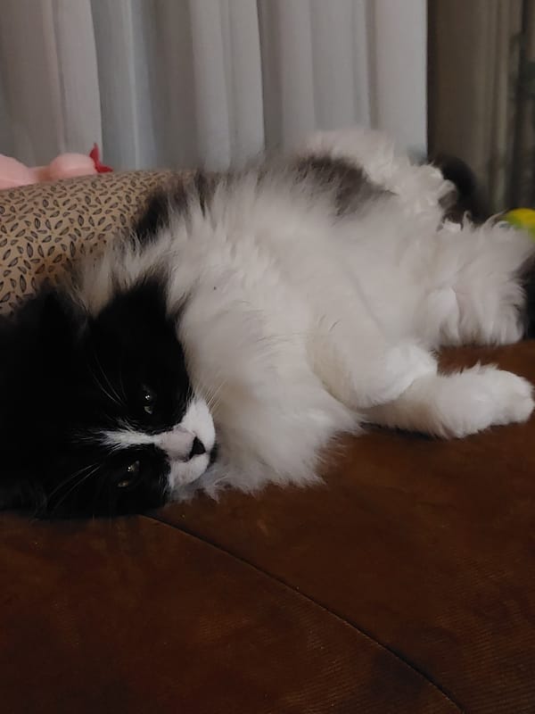 Fluffy cat at rest on a couch, Plovdiv