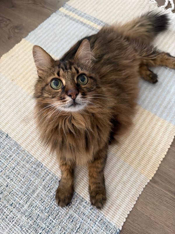 Brown tabby cat relaxing on a striped rug in Kyiv