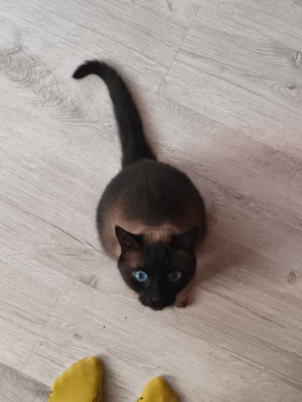 Woman and Siamese Cat Captured in Casual Photos