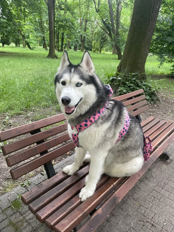Husky park hangout and heavily charmed Crocs