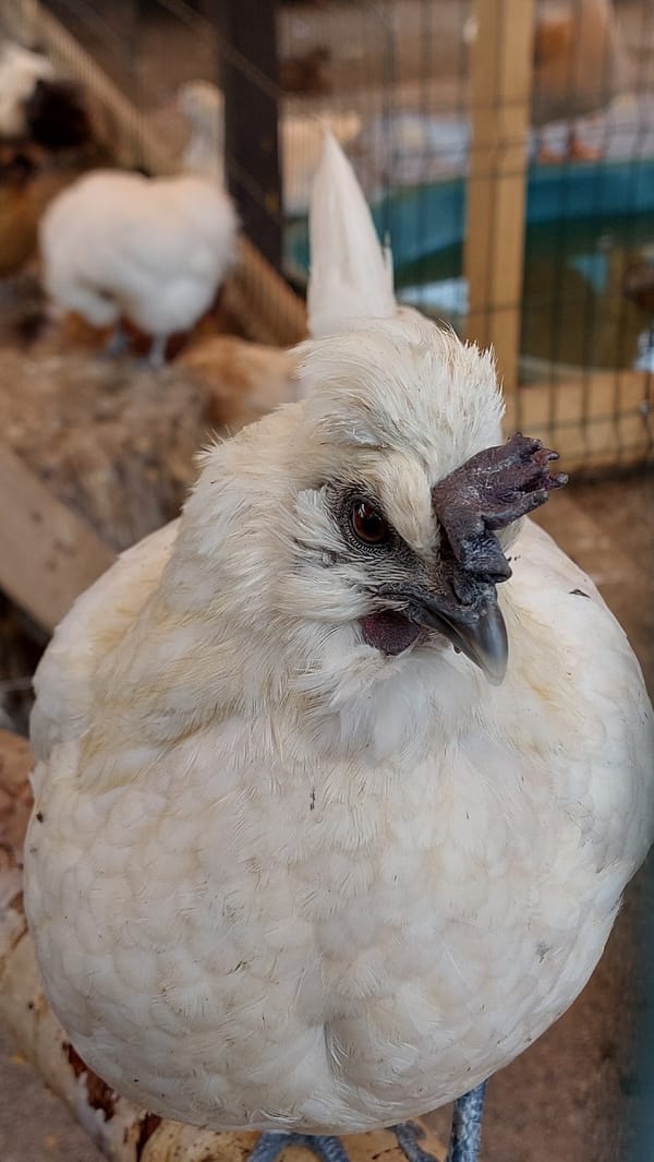 Silkie and mixed-breed chickens in an outdoor coop