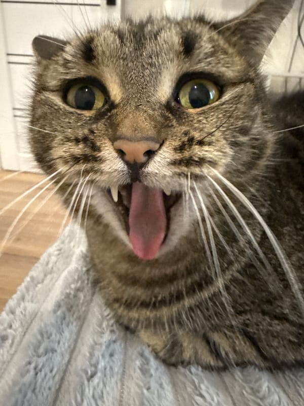 Tabby cat photographed indoors in close-up shots