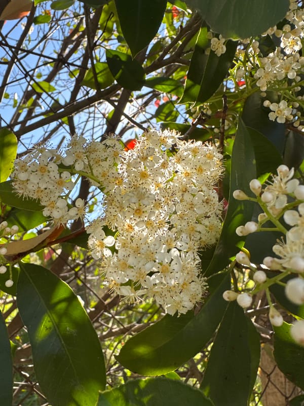 Spring blooms and skateboarding observed in Aprilia, Italy