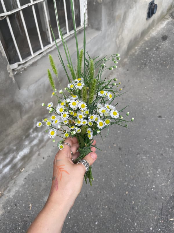 Tbilisi street textures: flowers, cats, graffiti, and old wires