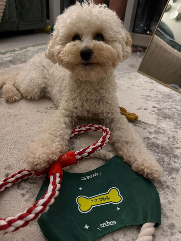Poodle lounging with toys on a grey rug in Sochi