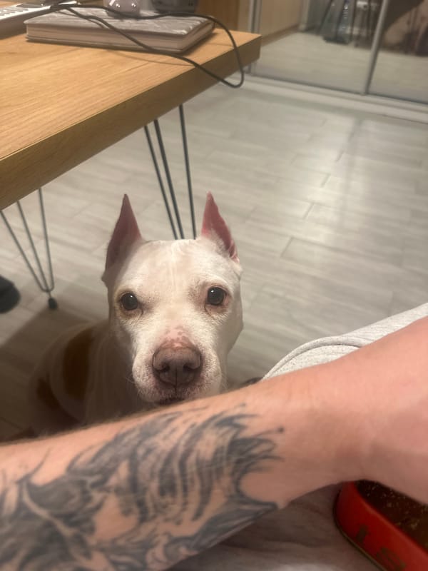 White dog with cropped ears observed indoors in Sochi