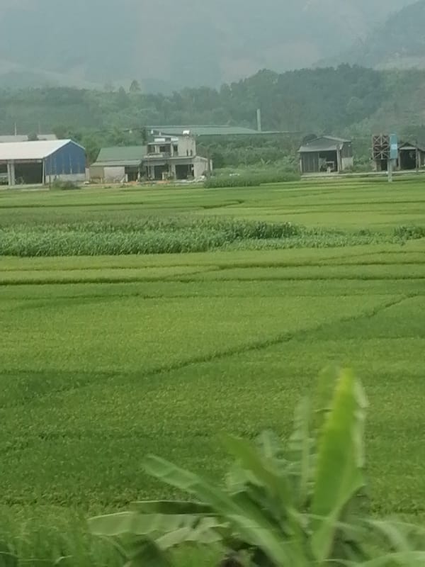 Rice paddies and rural buildings observed in Dong Cuong, Vietnam