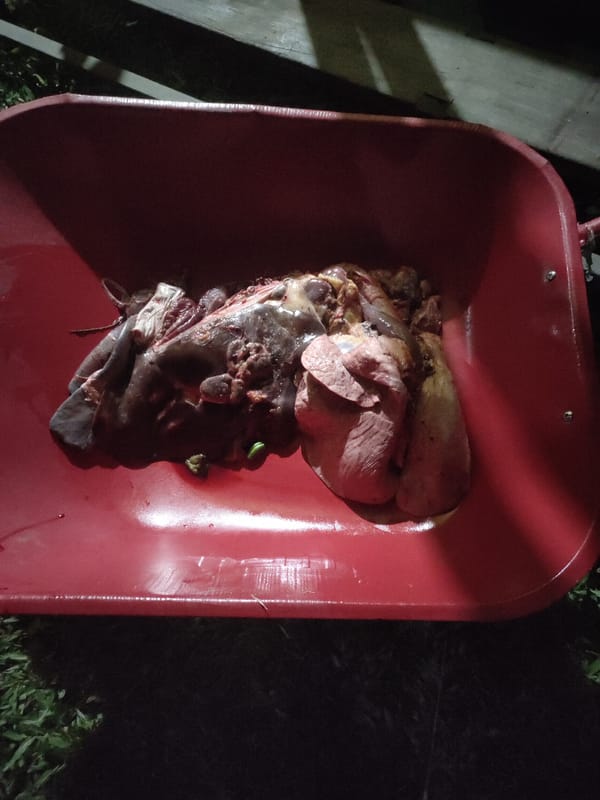 Evening gathering with decorated stage and animal butchering in Lhokseumawe