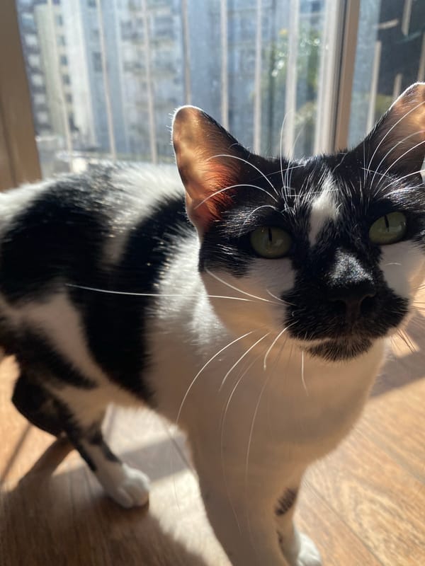 Black and white cat captured in playful moments in Buenos Aires