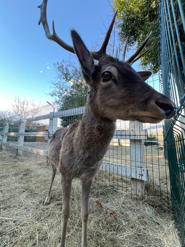 Various animals spotted in enclosures at Herceg Novi facility