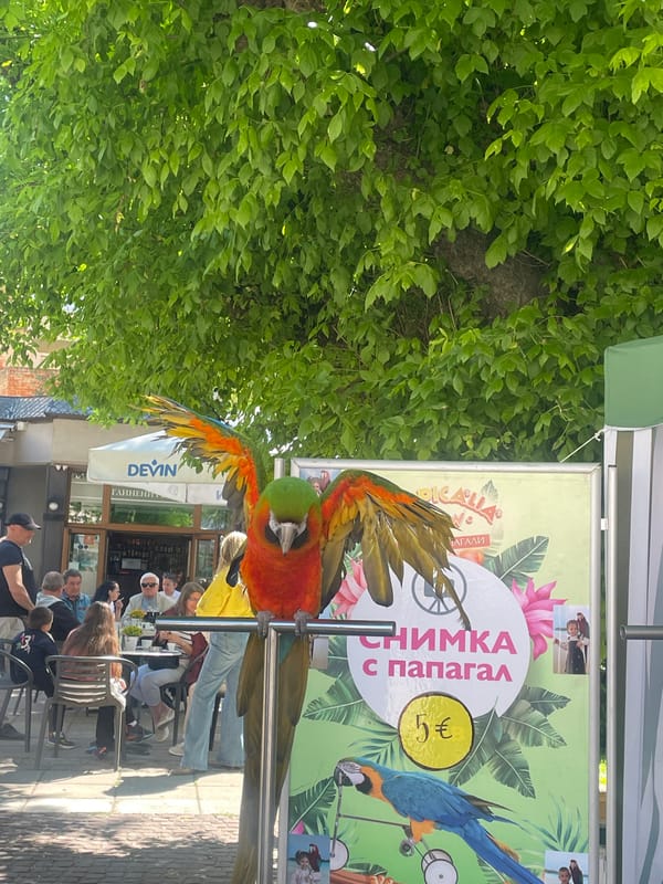 Exotic birds spotted on railings in Gabrovo public space