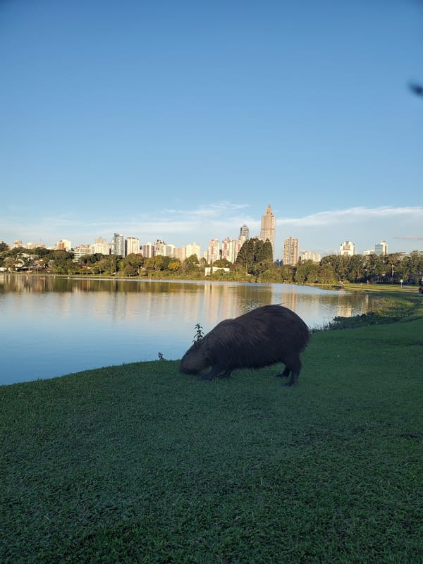 Capybara and cityscape at Curitiba's Parque Barigui
