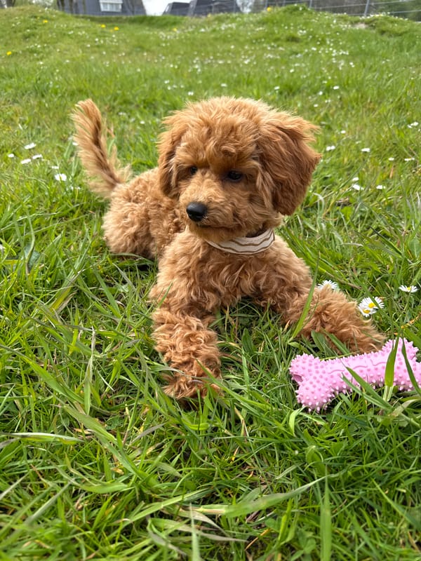 Small brown poodle rests in grassy area in Marum