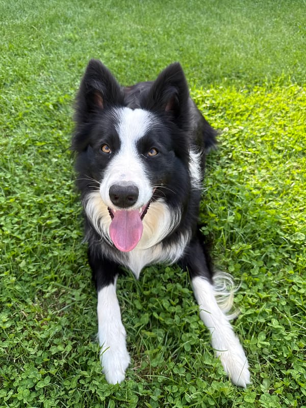 Border Collie relaxes on lawn in Berkovitsa, Bulgaria