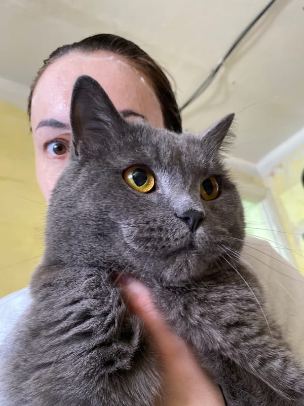 Pet cat and local wildlife documented in Votkinsk, Russia