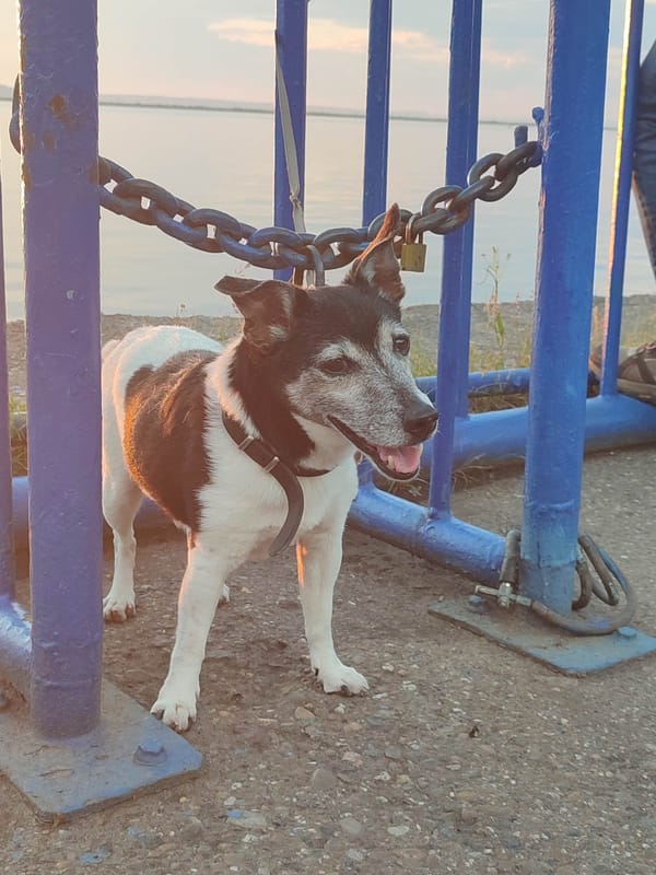Sunset gathering at waterside park with dog