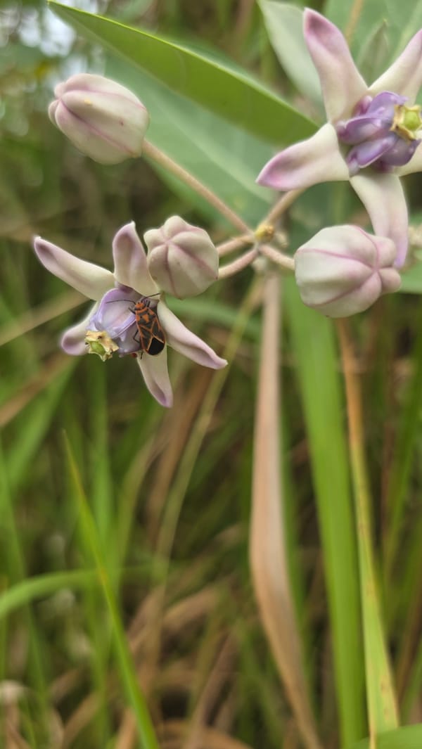 Nature Photography Session Documents Lhokseumawe Flora and Fauna