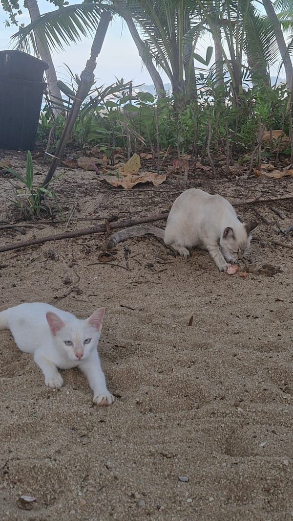 Cats, catamarans, and sunset crowds at a calm beach