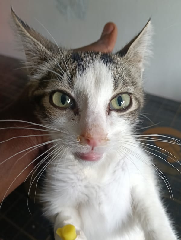 Kitten with eye discharge observed in Nairobi