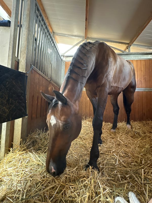 Brown horse eating hay in a Budapest stable stall