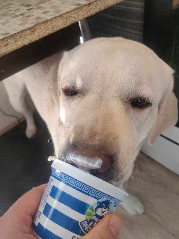 Labrador fed yogurt and treats in Mytishchi kitchen