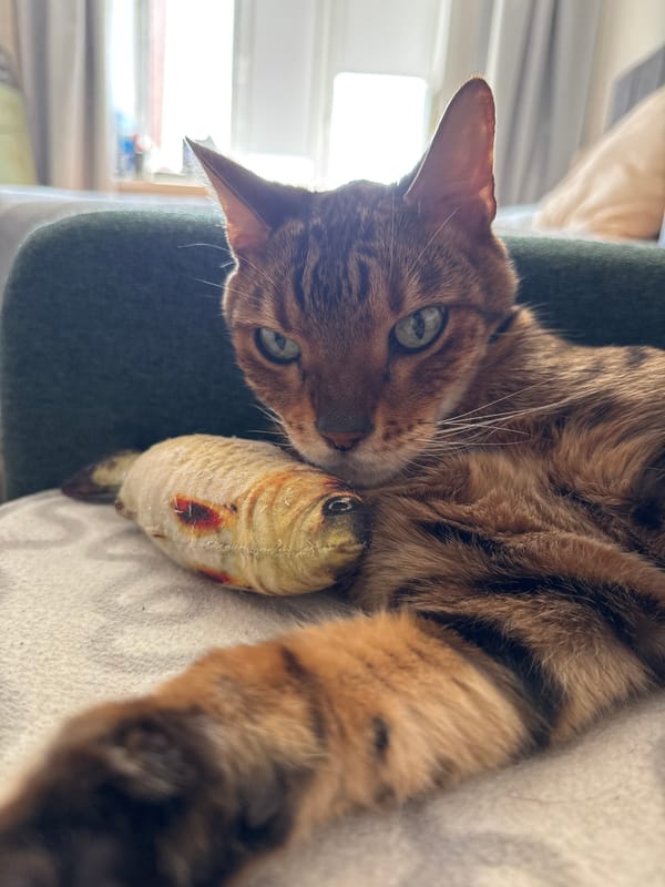 Bengal cat and couch selfies from a quiet morning in