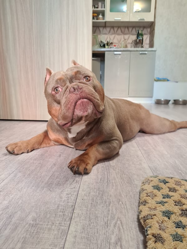 Bulldog lounging and window-watching at home