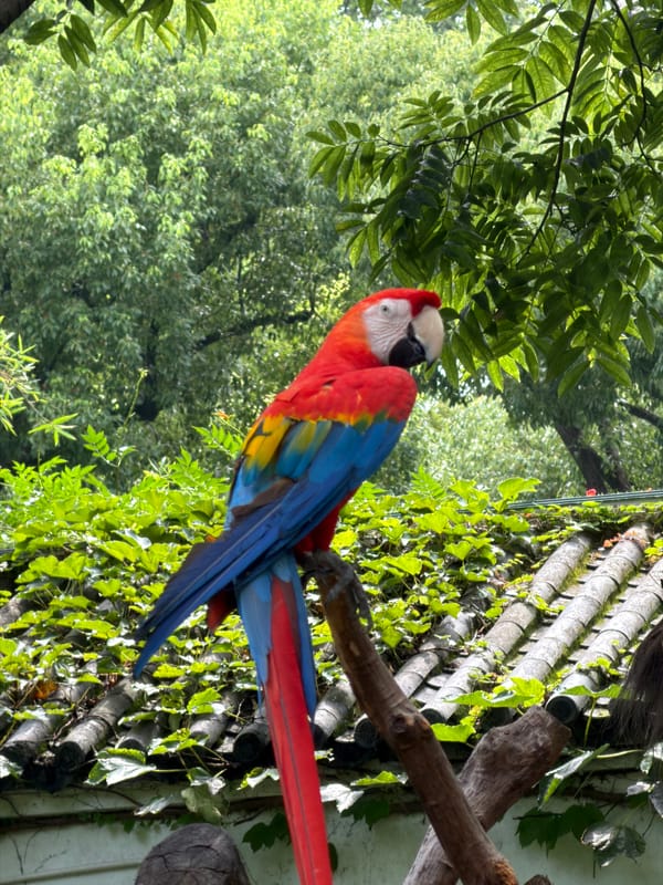 Colorful parrots perched on branches in Changning District