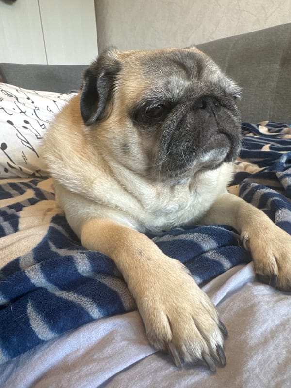 Pug chilling on a striped blanket, multiple angles