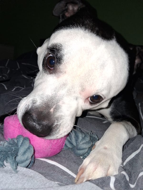 Dog plays with toy on blanket in Varna