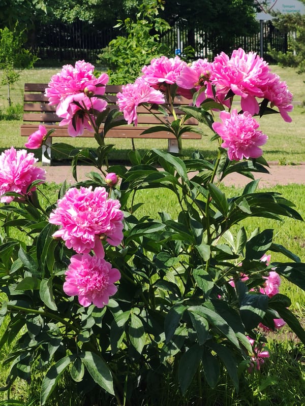 Pink peonies bloom amid morning sprinkler activity in Moscow park