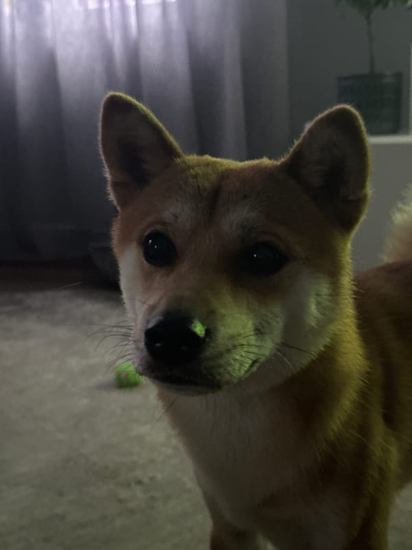 Laid-back afternoon at home with a Shiba Inu in Carnikava