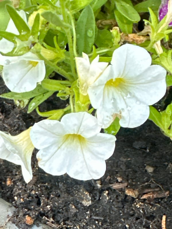 Afternoon garden walk through blooms in Krefeld