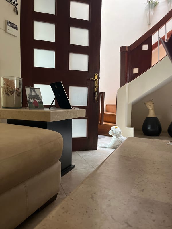 Quiet evening moments with pet documented in Puebla home