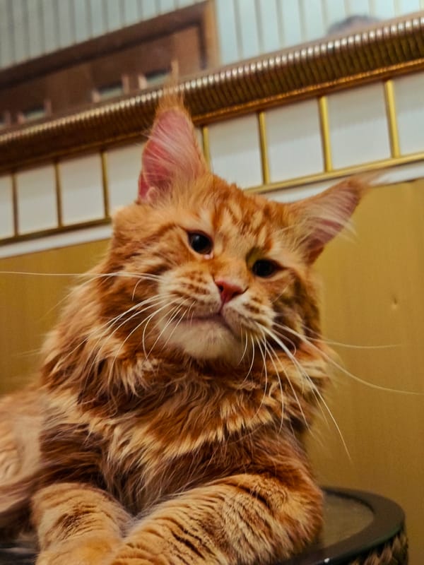Orange Maine Coons photographed at home in Abakan, Russia